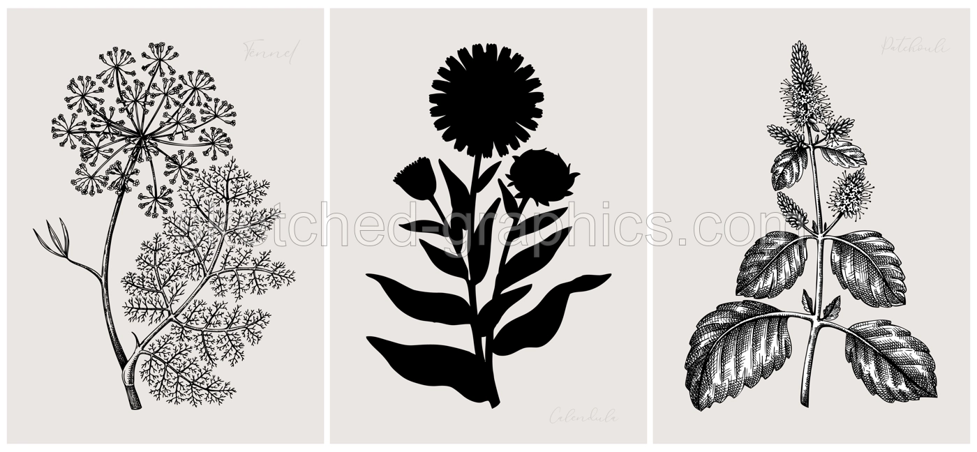 Collage style herbs vector illustration. Herbal plants and flowers sketches. Trendy floral design with botanical patchouli, fennel, calendula drawings. Print, poster, wall art, cards in vintage style. Illustration